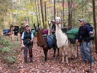 PLTA working llamas at a Pack Trail