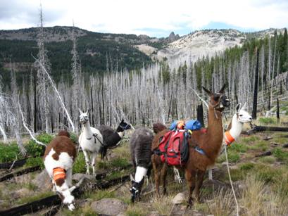 Burns Llama Trailblazers Pack String in snags under Rabbit Ears, Strawberry Mtn. Wilderness
